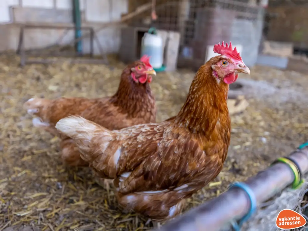 Vakantieadressen accommodatie afbeelding