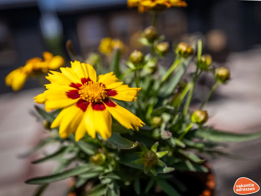 Vakantieadressen accommodatie afbeelding