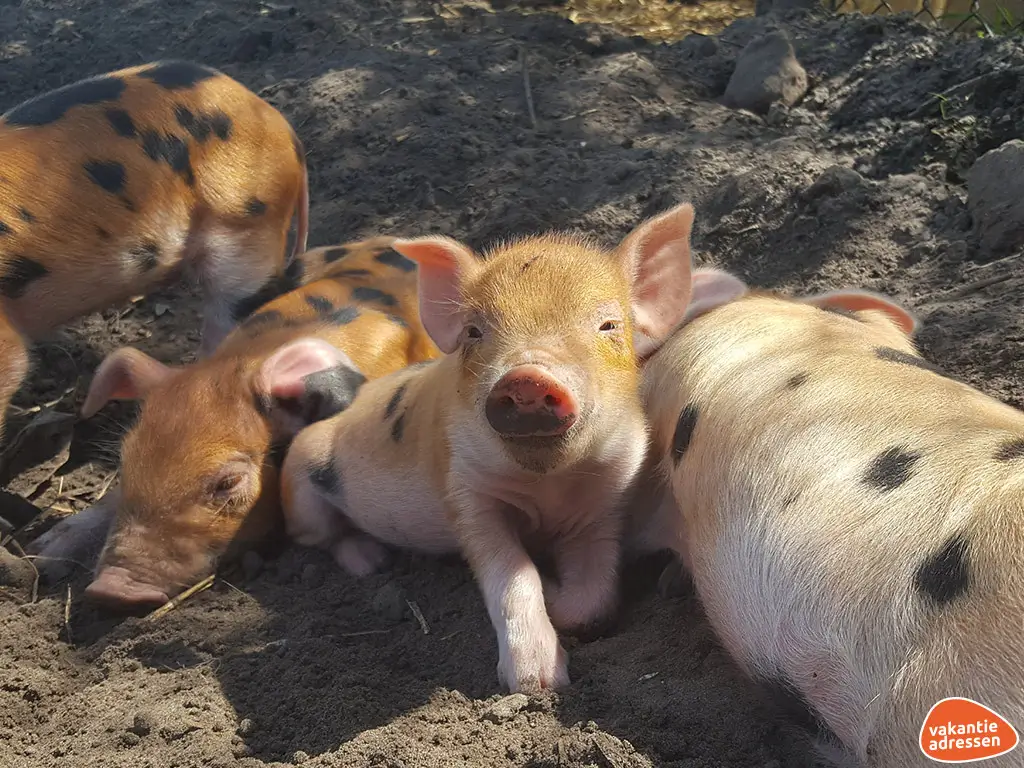 Vakantieadressen accommodatie afbeelding