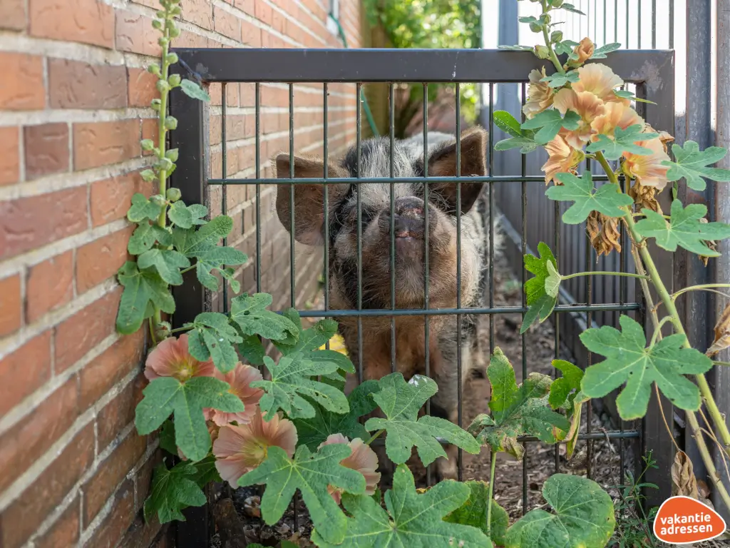 Vakantieadressen accommodatie afbeelding