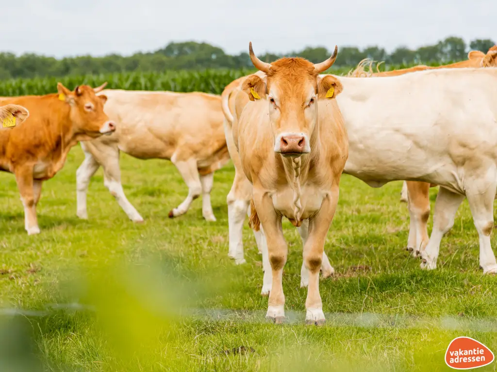 Vakantieadressen accommodatie afbeelding