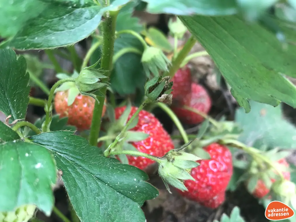 Vakantieadressen accommodatie afbeelding