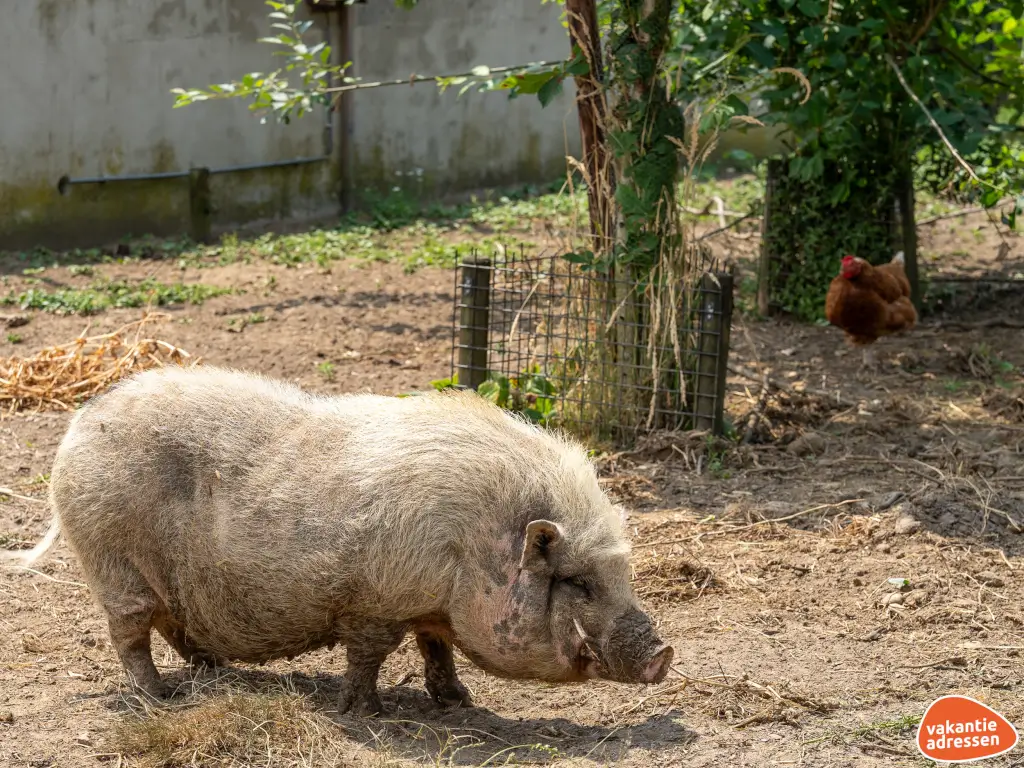 Vakantieadressen accommodatie afbeelding