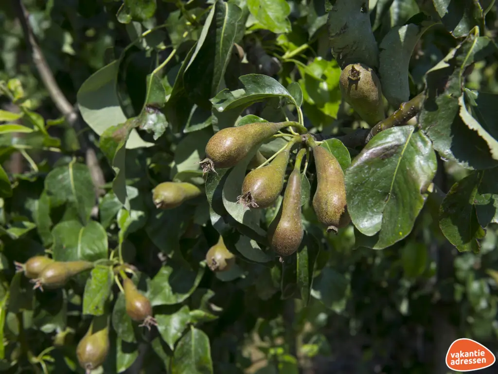 Vakantieadressen accommodatie afbeelding