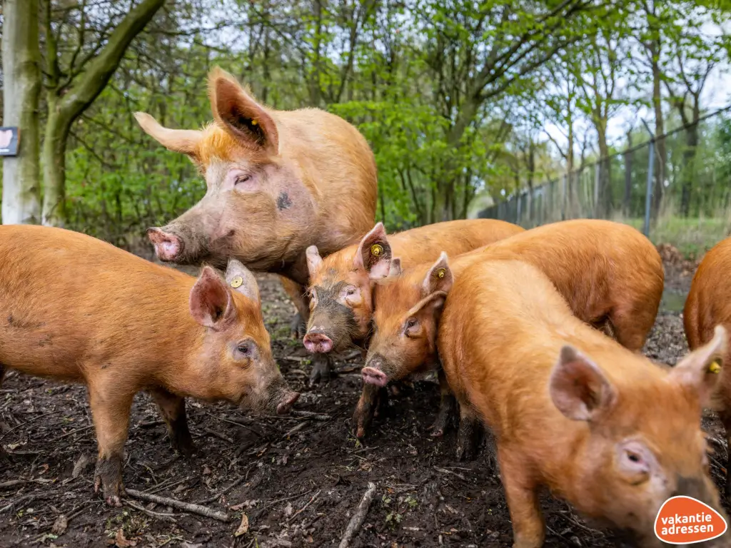 Vakantieadressen accommodatie afbeelding