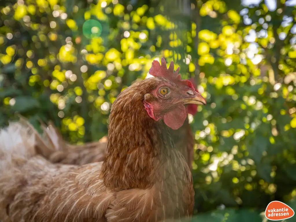 Vakantieadressen accommodatie afbeelding